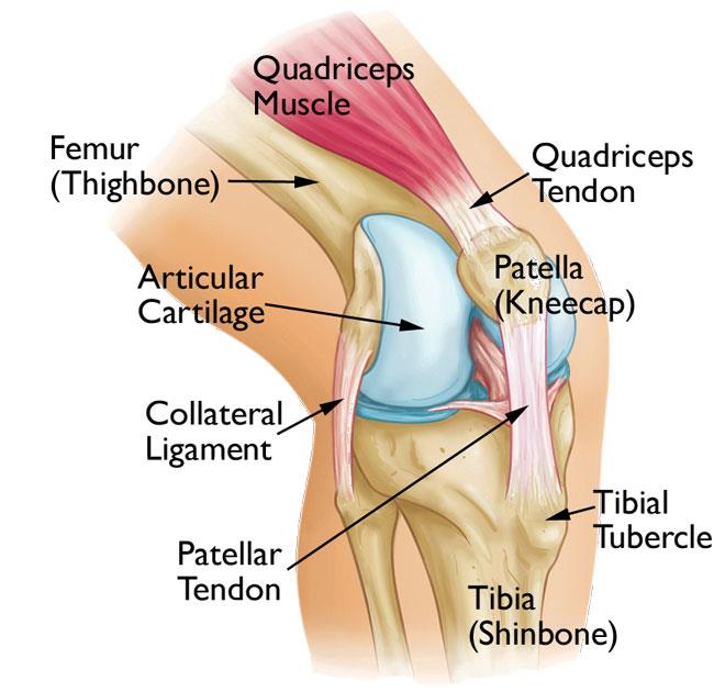 A Chiropractor And Knee Pain